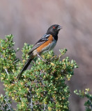 DSC_8225b.jpg