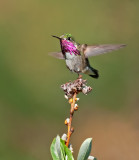 DSC_8301bC.jpg