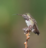 DSC_8438a.jpg