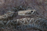DSC_8684aC.jpg