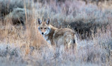 DSC_0048a.jpg