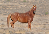 DSC_0387a.jpg