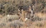 DSC_0404a.jpg
