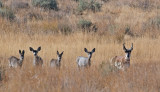 DSC_0532a.jpg