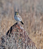 DSC_1161a.jpg