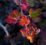 Fall 2010