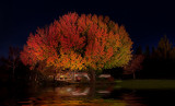 DSC_3420b.jpg