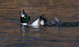 DSC_4920a.jpg