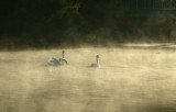 Brume