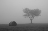 meule & arbre