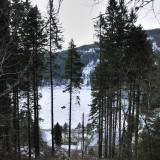 entre les sapins