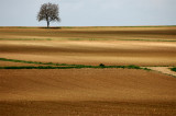 arbre