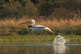 White Pelican 2