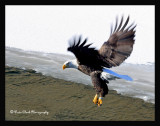 Banded Eagle