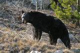 Black Bear Along the Alaskan Hwy in British Columbia, Canada