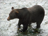 Grizzly Bear at Fish Creek near Hyder, Alaska