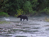 Grizzly Bear at Fish Creek near Hyder, Alaska