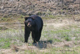 Black Bear Along the Alaskan Hwy in British Columbia, Canada