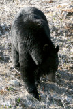 Black Bear Along the Alaskan Hwy in British Columbia, Canada