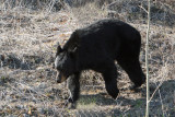 Black Bear   Along the Alaskan Hwy in British Columbia, Canada