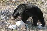 Black Bear   Along the Alaskan Hwy in British Columbia, Canada