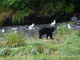 Black Bear Cub Valdez, Alaska