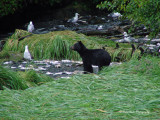 Black Bear Cub Valdez, Alaska