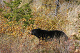 Black Bear Glacier National Park Montana