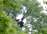06 09 2009 The middle age eaglet now getting some height