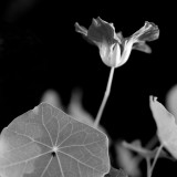 Capucine / Nasturtium