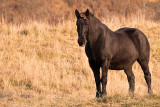 Cheval noir / Black Horse