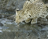 female leopard