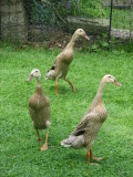Runner Ducks, summer 2009