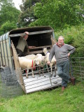 Sheep racing, Lamyatt fete, 2009