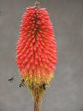 Kniphofia and Honeybees