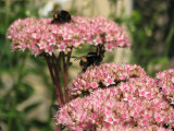 New Buff-tailed Bumblebee Queens on Sedum spectabile
