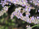 Honeybee on lavender