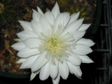 White Catus Flower A20-0008.jpg