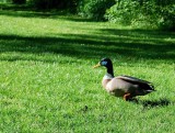 DSC_0865.jpg