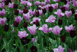 Kuekenhof017.JPG
