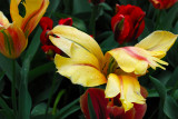 Kuekenhof022.JPG