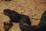 DSC_2970.jpg