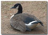Duck 1-3-2006