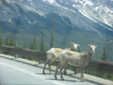 Icefield Parkway mountain goats