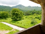 Surrounding greenery