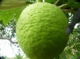 Breadfruit closeup