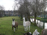 Lamas