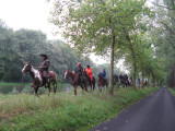 paarden langs het  Kanaal Bocholt-Herentals
