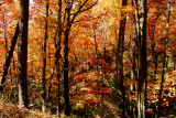 JPG CS 4Rich Mtn DSC_9862.jpg