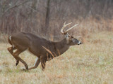 JPG CaS Buck On The Run-2603.jpg